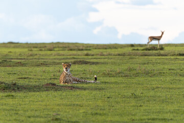 A Chetah Laying On The Ground With A Gazelle Standing In The Background. This was taken in Ol Pejeta Conservancy, Kenya. © Eli