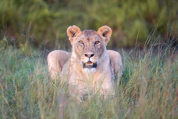A Low Angle View of a Female Lion Staring Directly Into the Camera in Masai Mara, Kenya.