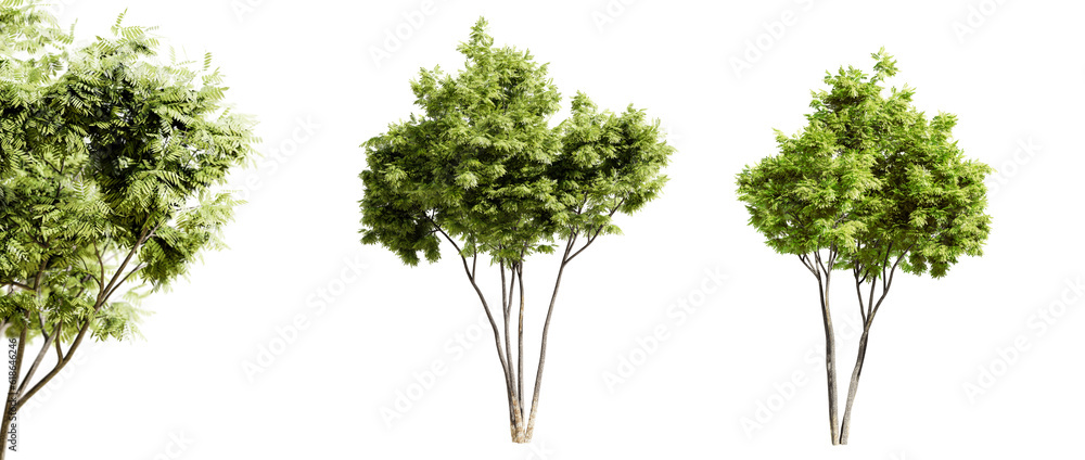 Poster ash tree isolated on transparent background and selective focus close-up. 3d render.