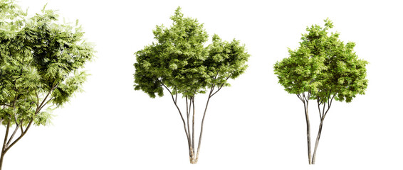 Ash tree isolated on transparent background and selective focus close-up. 3D render.