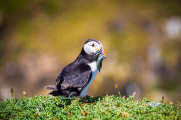 Atlantic puffin with sand eels in beak, returning to burrow