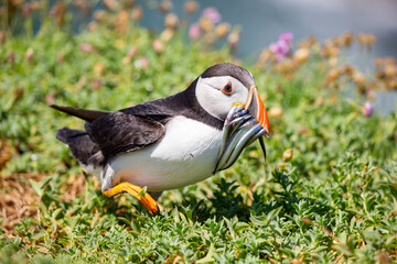Atlantic puffin with sand eels in beak, returning to burrow