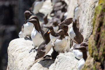 Guillemot colony on Great Saltee Island
