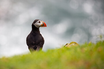 Atlantic puffin on Saltee Islands, Wexford, Ireland. Isolated, copy space