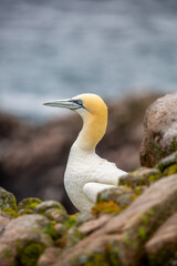 Northern Gannet on Great Saltee, Saltee Islands, Ireland
