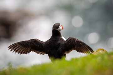 Atlantic puffin with wings spread. Saltee Islands, Wexford, Ireland. Isolated, copy space