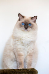 Young adult cute Ragdoll cat