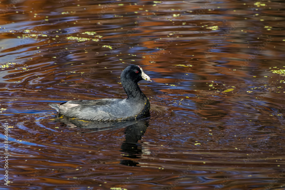 Sticker American coot