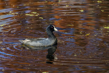 American coot