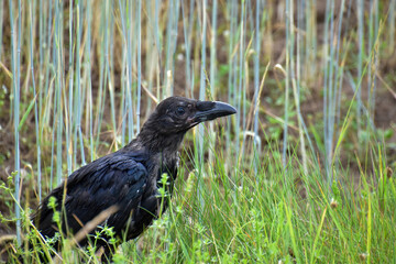Corvus Corax, also known as the 