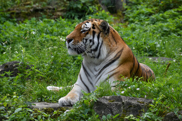AMUR TIGER LAYING ON THE GROUND