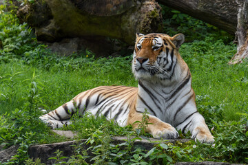 AMUR TIGER LAYING ON THE GROUND