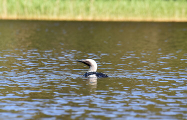 Arctic loon or black-throated loon