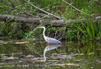 The grey heron in lake