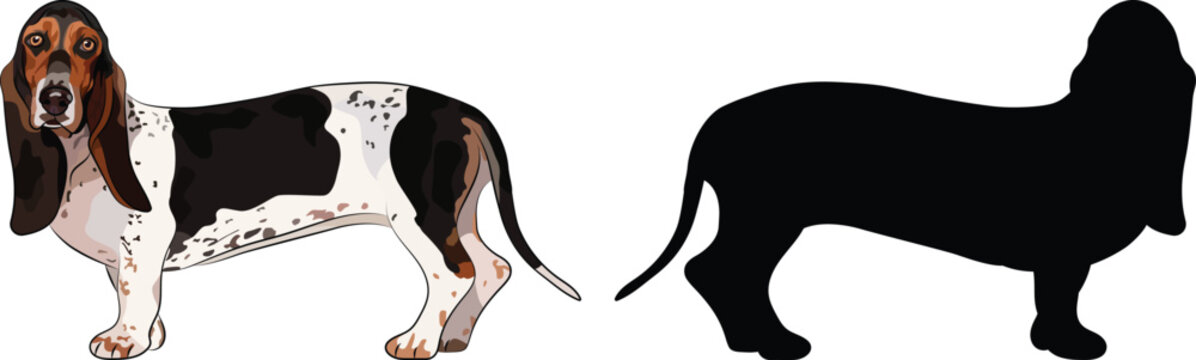 Standing Basset hound dogs. Cute side view pet. Logo design, breed of working dog of medium to large size. Pet character postcard art. Funny dog mascot. Detailed fawn small pet illustration,silhouette