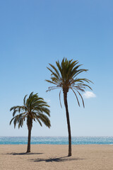 Fototapeta na wymiar Palm trees close to the Mediterranean Sea and under the blue sky