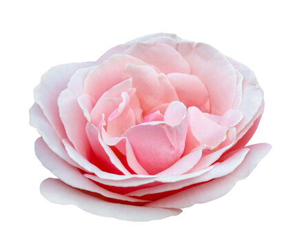 Beautiful pink Rose isolated on transparent background. Pink fully open gentle rose blossom isolated on transparent background.