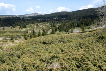 Fototapeta na wymiar Spring view of Konyarnika area at Vitosha Mountain, Bulgaria