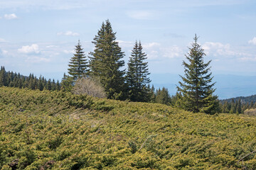 Obraz premium Spring view of Konyarnika area at Vitosha Mountain, Bulgaria