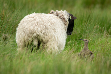 Curlew Attacking a Sheep that got too close to the nest