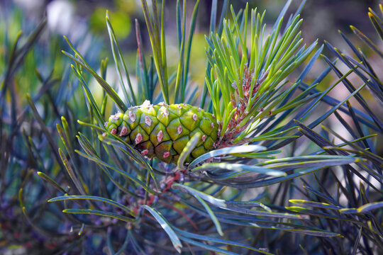 Young Pine buds in spring. Pinus mugo, dwarf mountain pine, mugo pine.