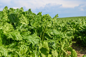 Fresh chard. Cultivation of chard in the field. A field planted with chard.