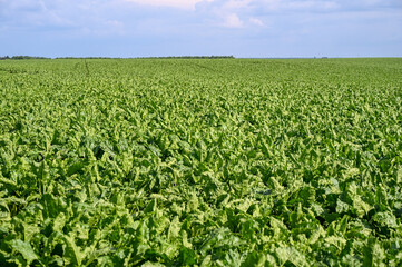 A large field planted with chard. Growing vegetables in the countryside.
