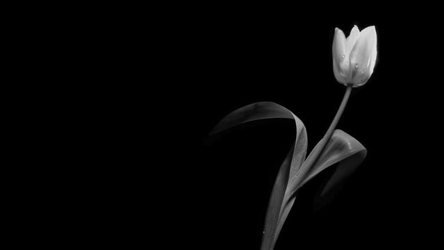 Black an white tulip reveal on black background and then flower turning to red