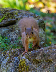 British red squirrel. Protected species