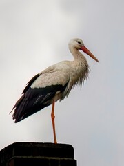 stork 