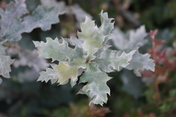 frost on leaves