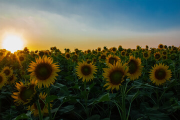 Fototapeta premium Sunflower garden on the evening sunset timing in Thiruttani Tamilnadu state