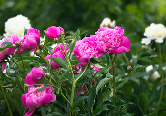Beautiful flowers  peonies. Bouquet  in bloom.
