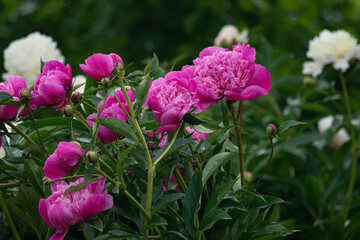 Beautiful flowers  peonies. Bouquet  in bloom.