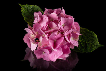 Inflorescence of the pink flowers of hydrangea, isolated on black background with reflection
