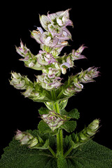 Inflorescences clary sage, lat. Salvia sclarea, isolated on black background - 618657631