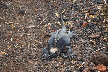 Iguana (Galapagos-Islands)