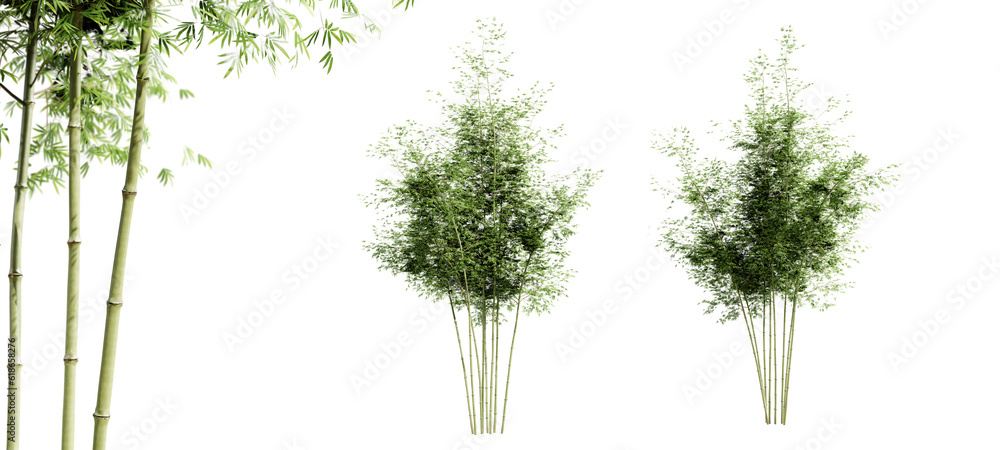 Leinwandbilder bamboo trees isolated on transparent background and selective focus close-up. 3d render.