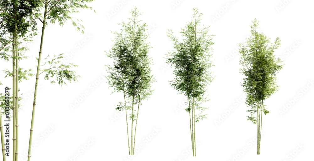 Poster bamboo trees isolated on transparent background and selective focus close-up. 3d render.