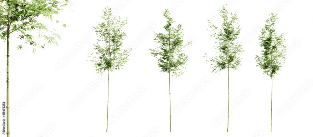 Leinwandbilder bamboo trees isolated on transparent background and selective focus close-up. 3d render.