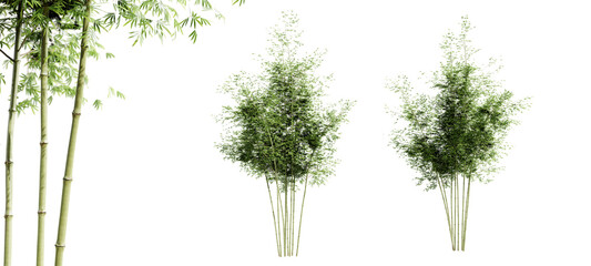 Bamboo trees isolated on transparent background and selective focus close-up. 3D render.