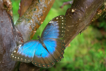 A colorful exotic butterfly in nature.