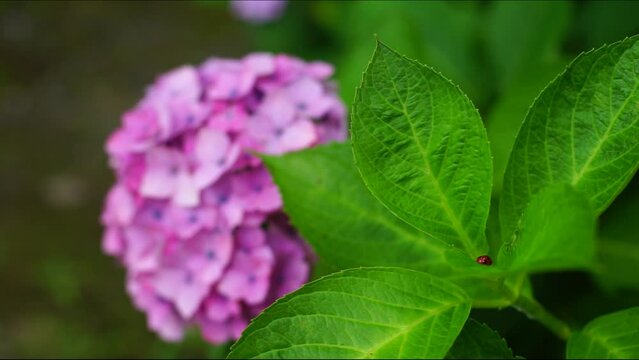 あじさいの葉の上を歩くてんとう虫 （岐阜県揖斐郡, 2023年6月）
