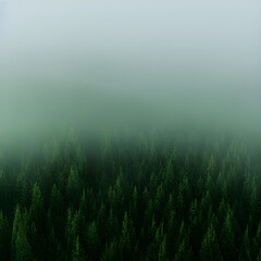 Obraz na płótnie Canvas Misty Alaskan Forest