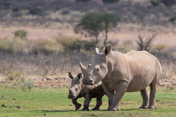 Obraz premium Southern White Rhinoceros Mother and Baby in Namibia Africa