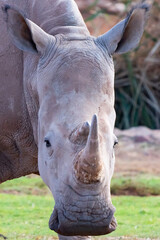 Obraz premium Male Southern White Rhinoceros Portrait in Namibia Africa