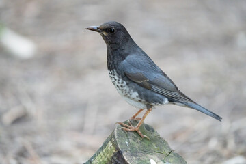 Rare Japanese Thrush Makes an Appearance in Taiwan