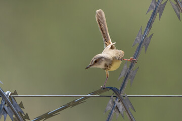 Black-Chested Prinia Perched on a Fence in Namibia Africa