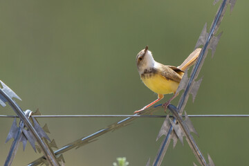 Black-Chested Prinia Perched on a Fence in Namibia Africa