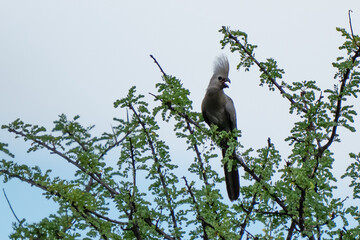 Fototapeta na wymiar Go-Away Bird Calls in Namibia Africa